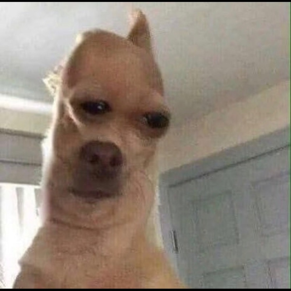 Meet your Posher, Fiona